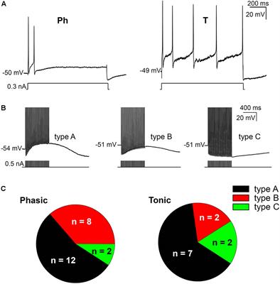 A Calcium-Dependent Chloride Current Increases Repetitive Firing in Mouse Sympathetic Neurons